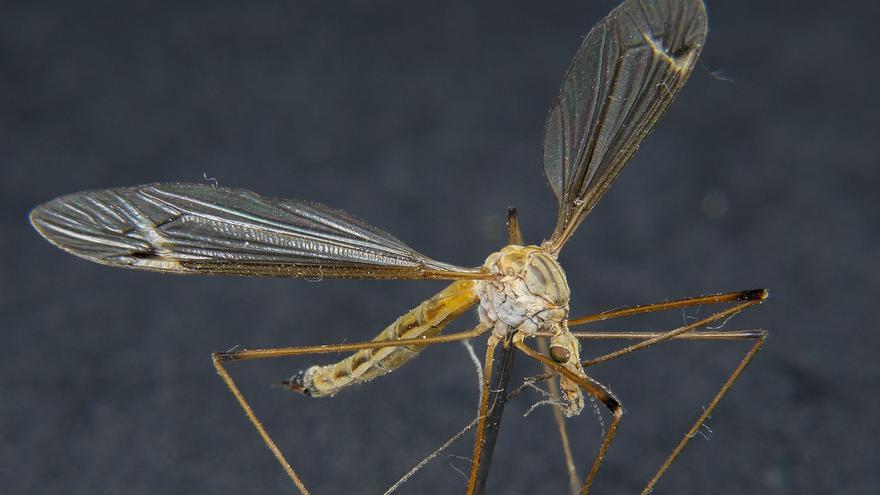 Los &quot;mosquitos gigantes&quot; son tus amigos: no pican nunca y no debes matarlos