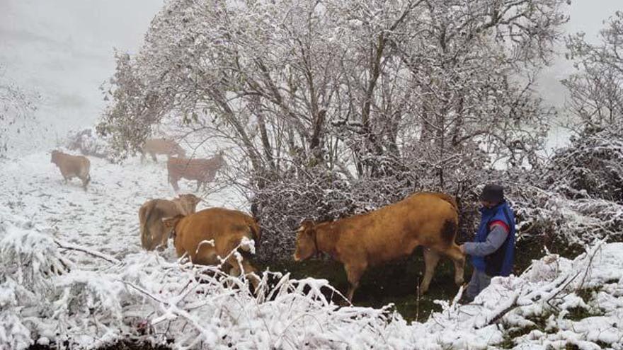 Nieve hoy en O Cebreiro // EFE