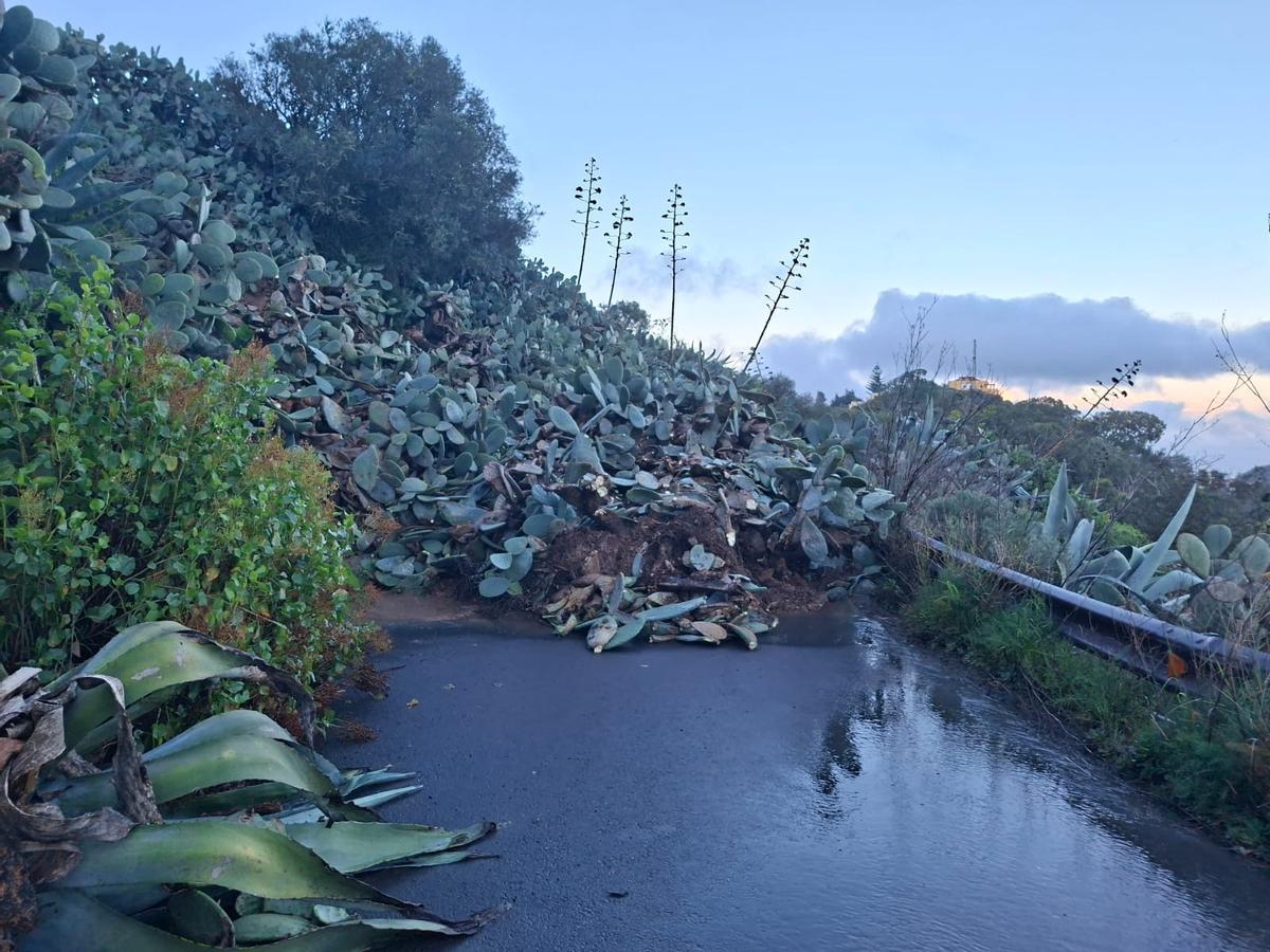 Restos vegetales arrastrados por la borrasca Therese, en la carretera de Lomo La Vizcaína