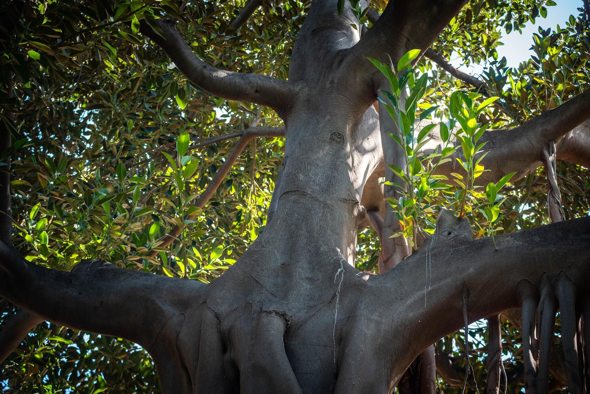 Reapertura Jardín Botánico