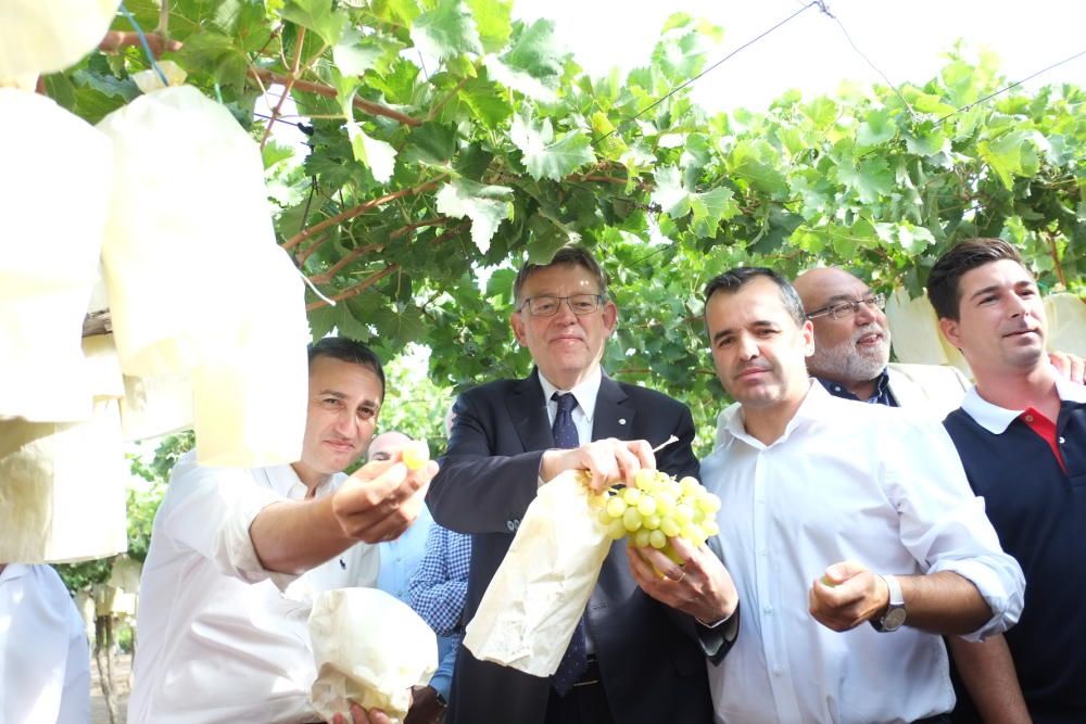 Ximo Puig corta el primer racimo de uva de mesa