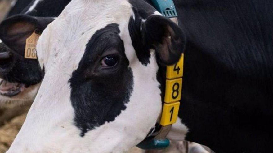 Se importarán cereales de Brasil y Argentina para alimento de animales.
