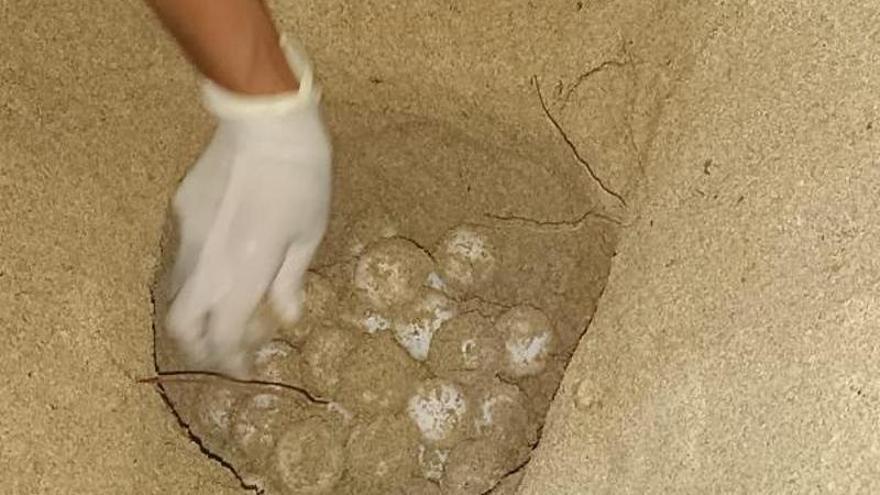 A la espera de las primeras bebés tortugas bobas de Mallorca