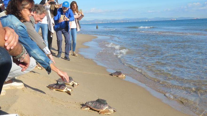 Cuatro tortugas nacidas en El Saler, viajan ya más allá de Baleares