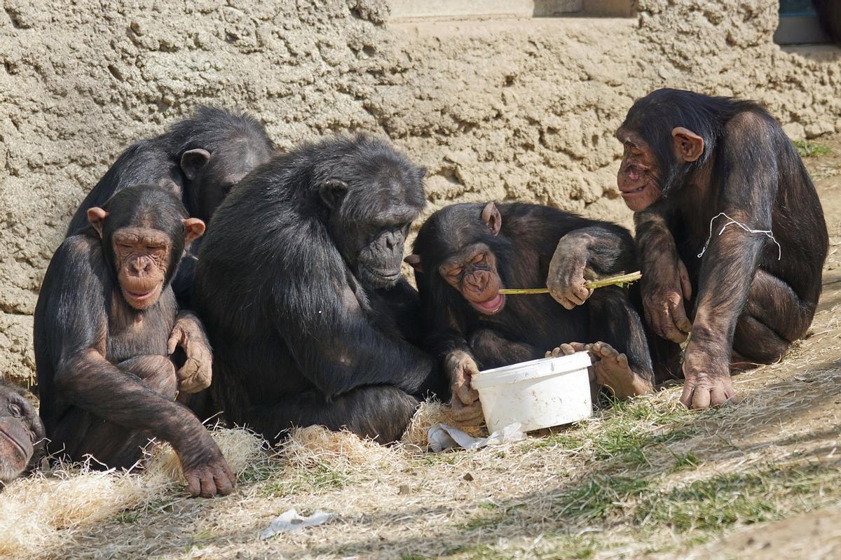 La utilización de herramientas es común entre los grandes simios.