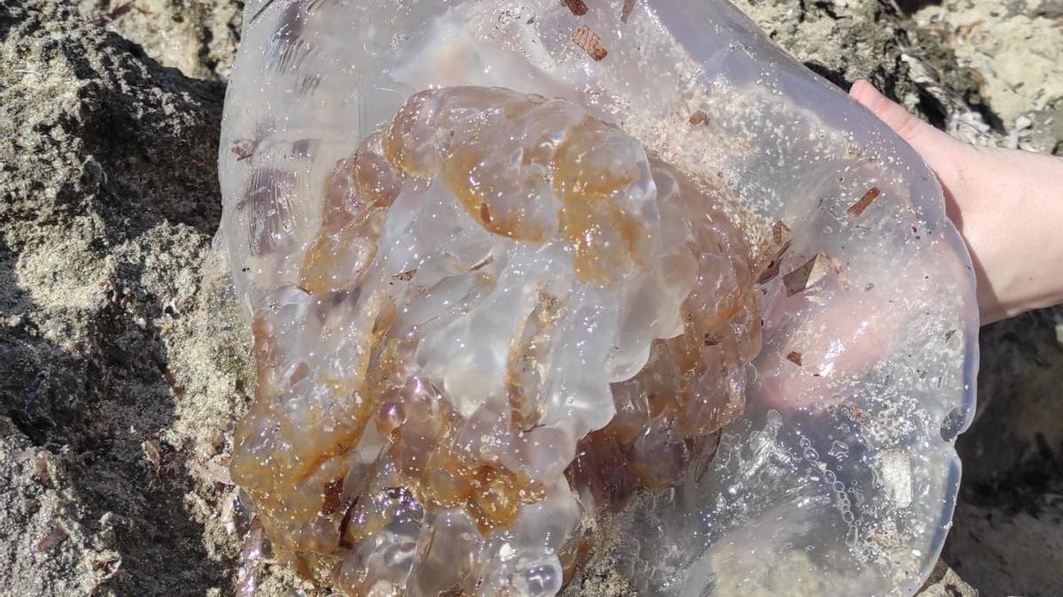 Medusa gigante en Formentera.