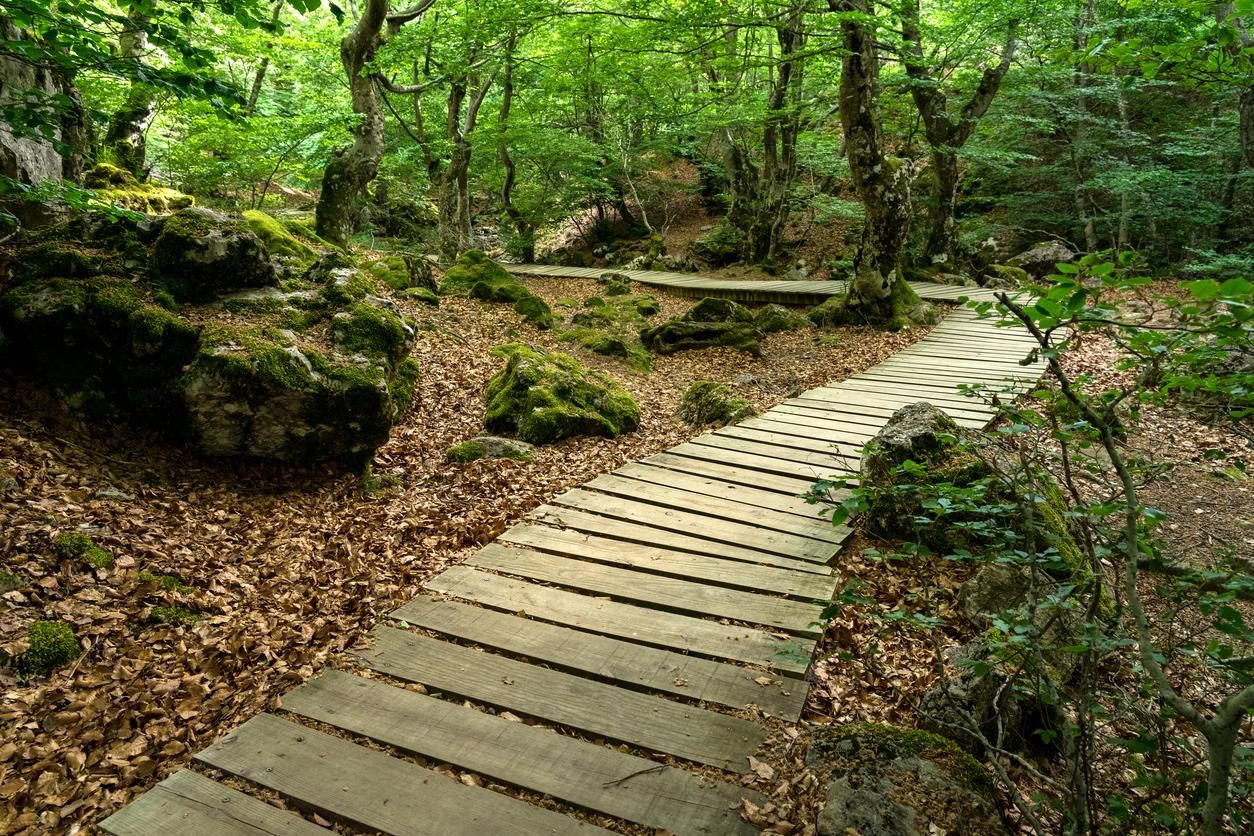 Este bosque cuenta con unas pasarelas perfectas para una sesión de senderismo.