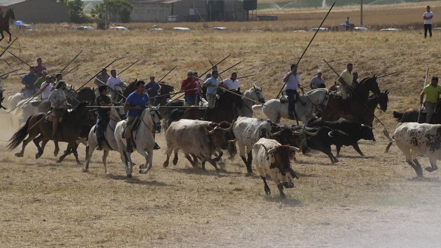 Multitudinario encierro en la pradera de Guarrate