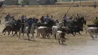 Multitudinario encierro en la pradera de Guarrate