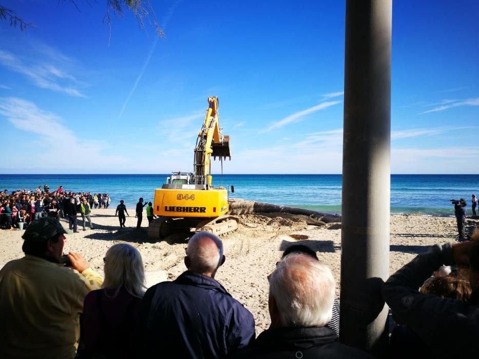 15 Meter langer Wal in Cala Millor gestrandet