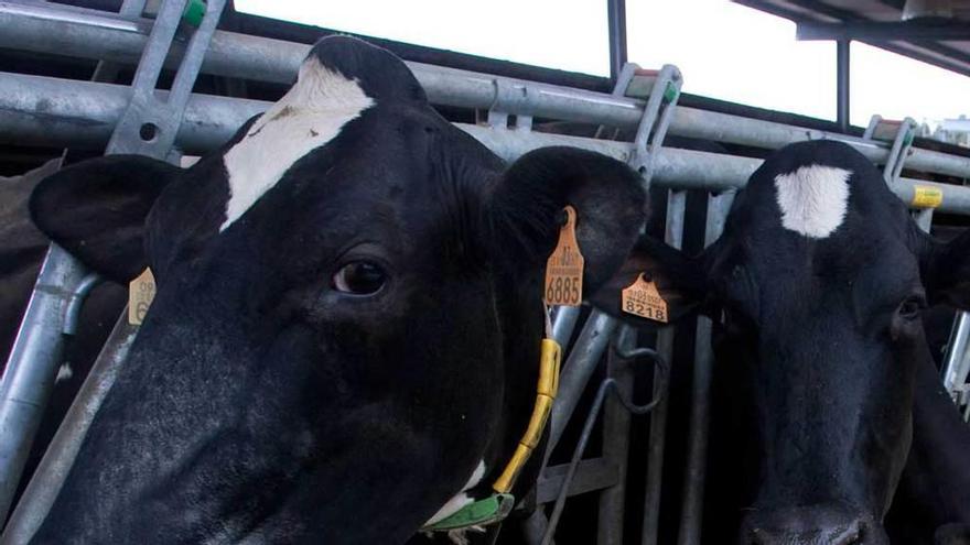 Vacas en una explotación ganadera.