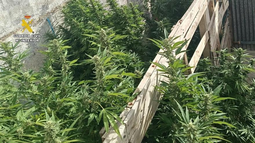 Vídeo | La Guardia Civil detiene a tres personas por cultivar marihuana en el Valle del Alagón