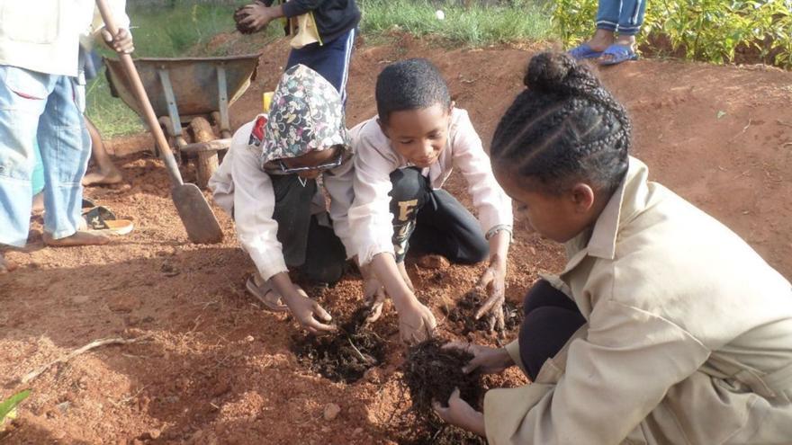 La ‘Moringa oleifera’, molt més que un aliment