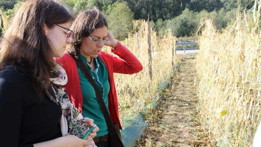 Ana Acevedo y Graciela Méndez, en una plantación de faba «Sinara», ayer, en Piantón.