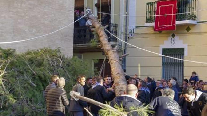 Diferentes momentos del tradicional izado y colocación del Primer Pi de la Foguera de Sant Antoni, ayer en Canals como tradición propia del primer día del nuevo año.