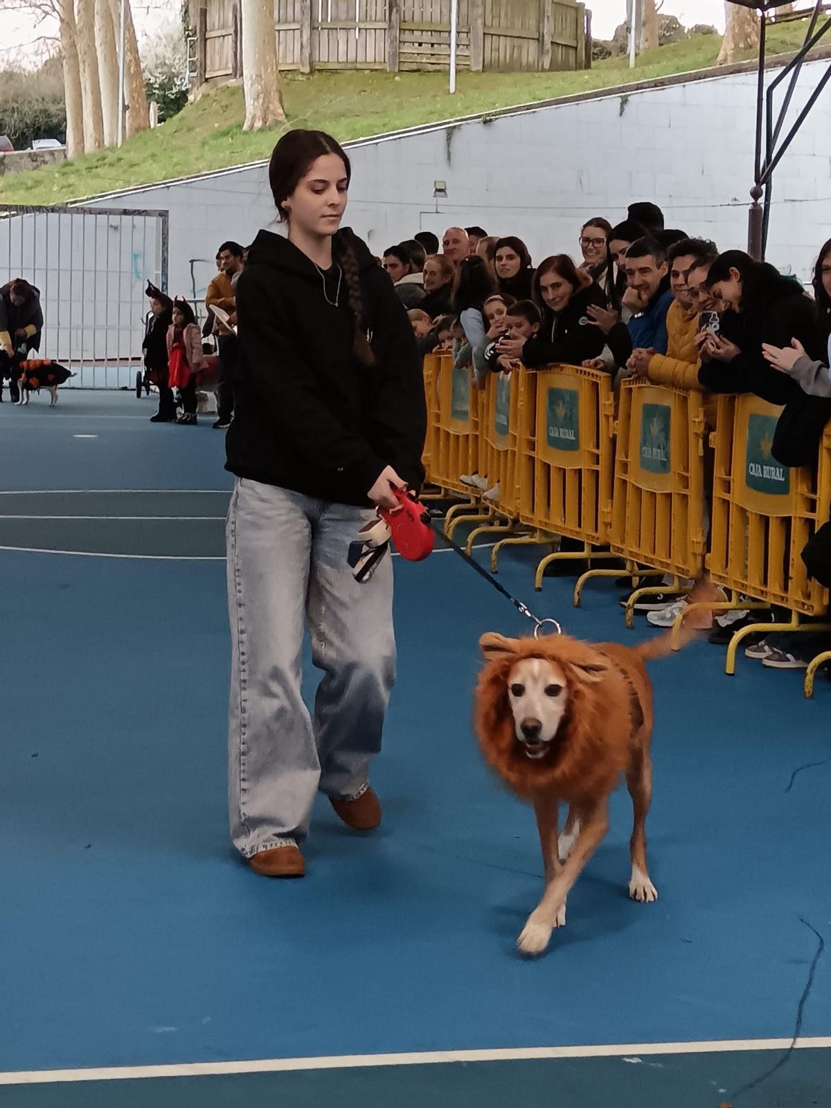 El desfile de mascotas de Grado, en imágenes