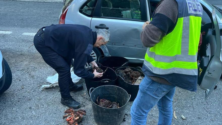 Localizan en Marín 33 kilos de marisco en poder de un furtivo