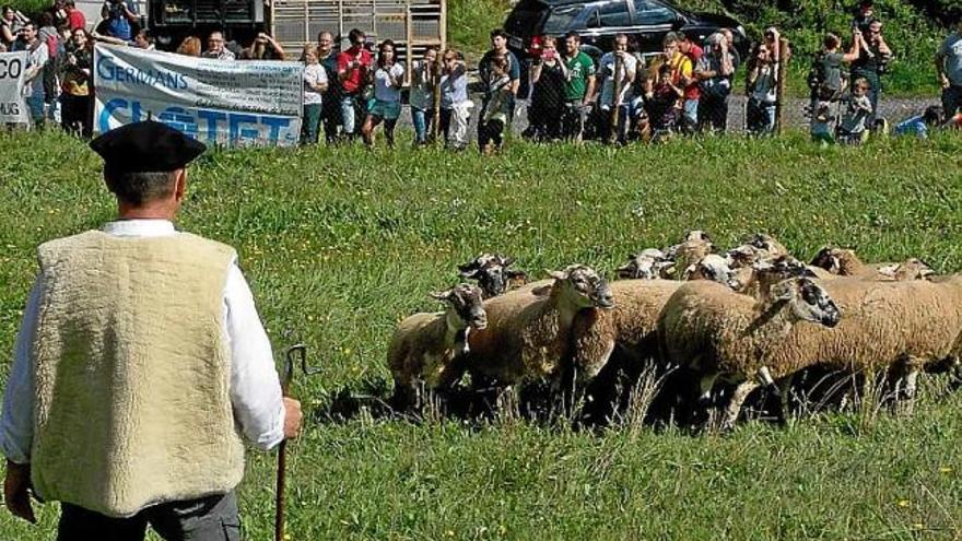 Un pastor donant ordres al gos per fer creure el ramat, l&#039;any passat