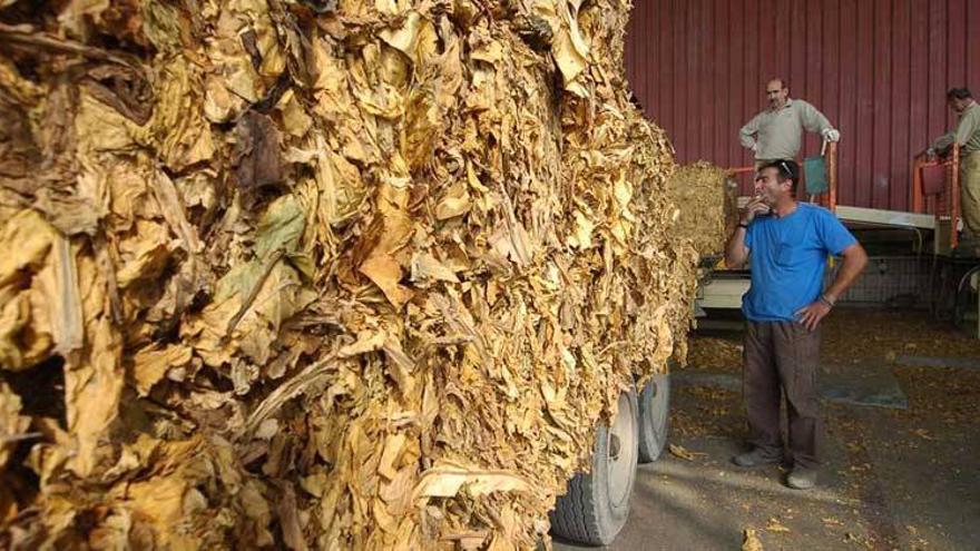 Extremadura lidera la elaboración del dictamen del sector del tabaco ante Unión Europea