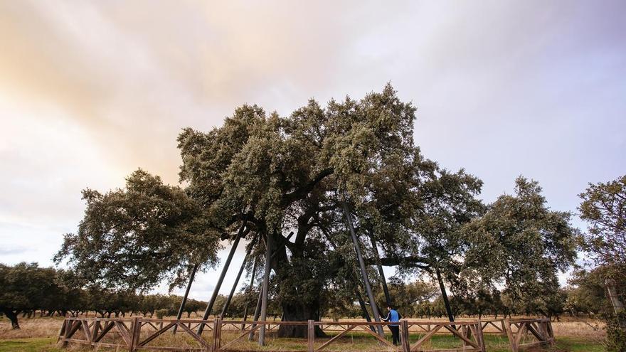 La Encina Terrona, el corazón milenario de la dehesa extreme
