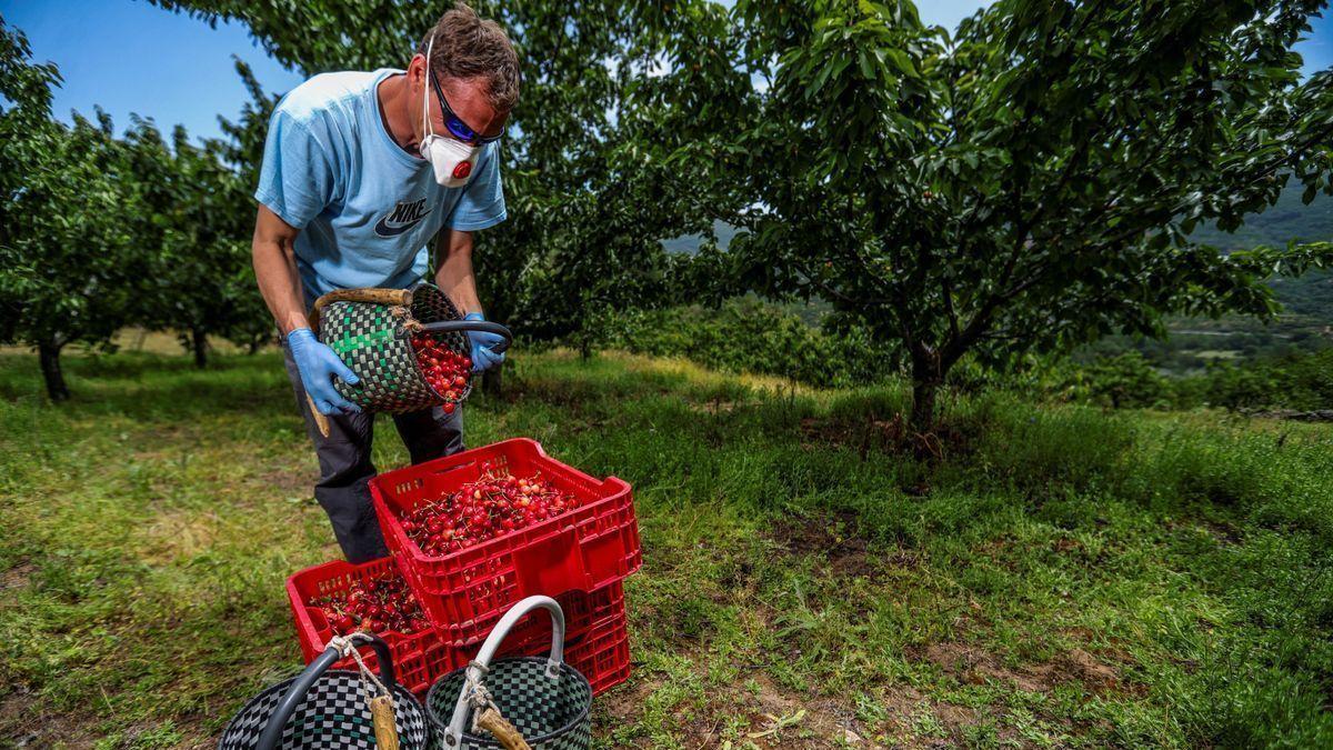 Un agricultor recoge cerezas en Rebollar.