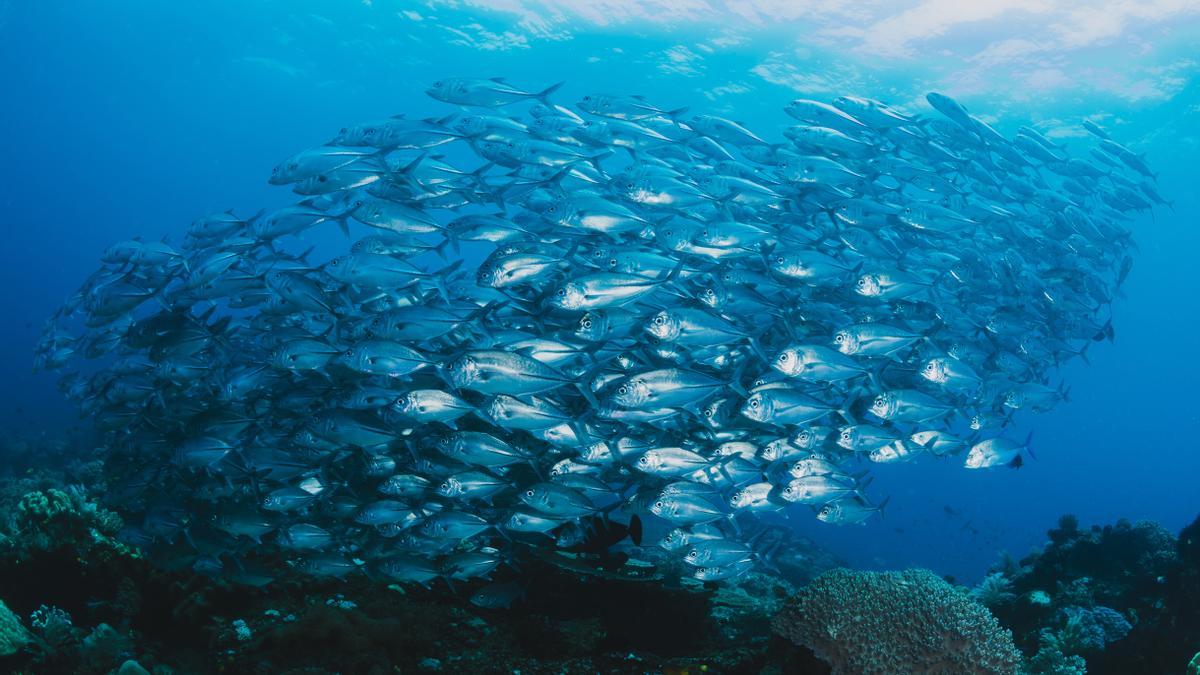 La proteína procedente del mar puede ser la solución al actual modelo alimentario mundial.