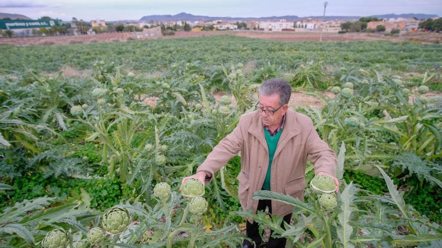 Un campo de alcachofas en la Vega Baja esta campaña que está finalizando