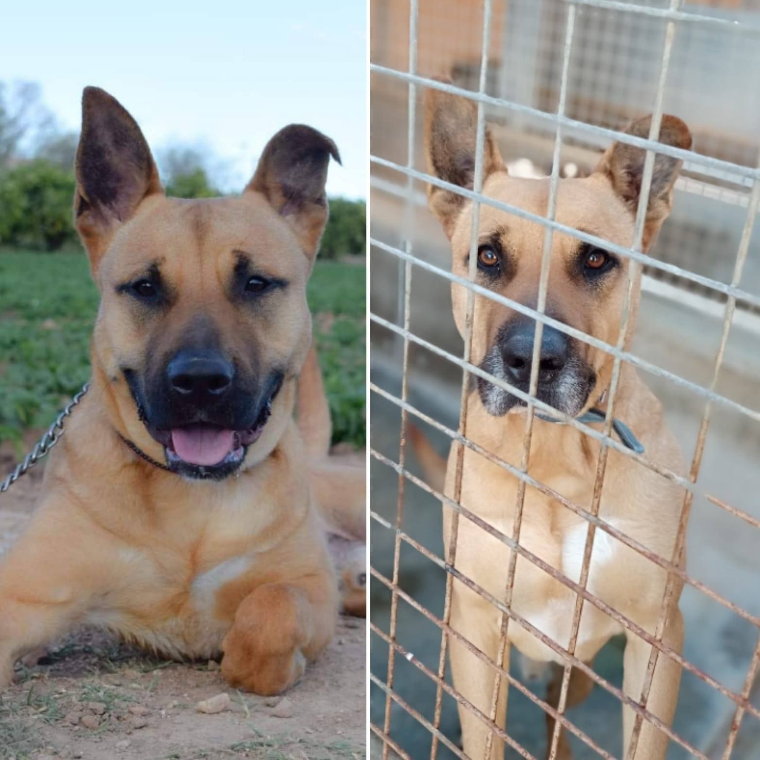 Perros de razas PPP abandonados que esperan adopcion
