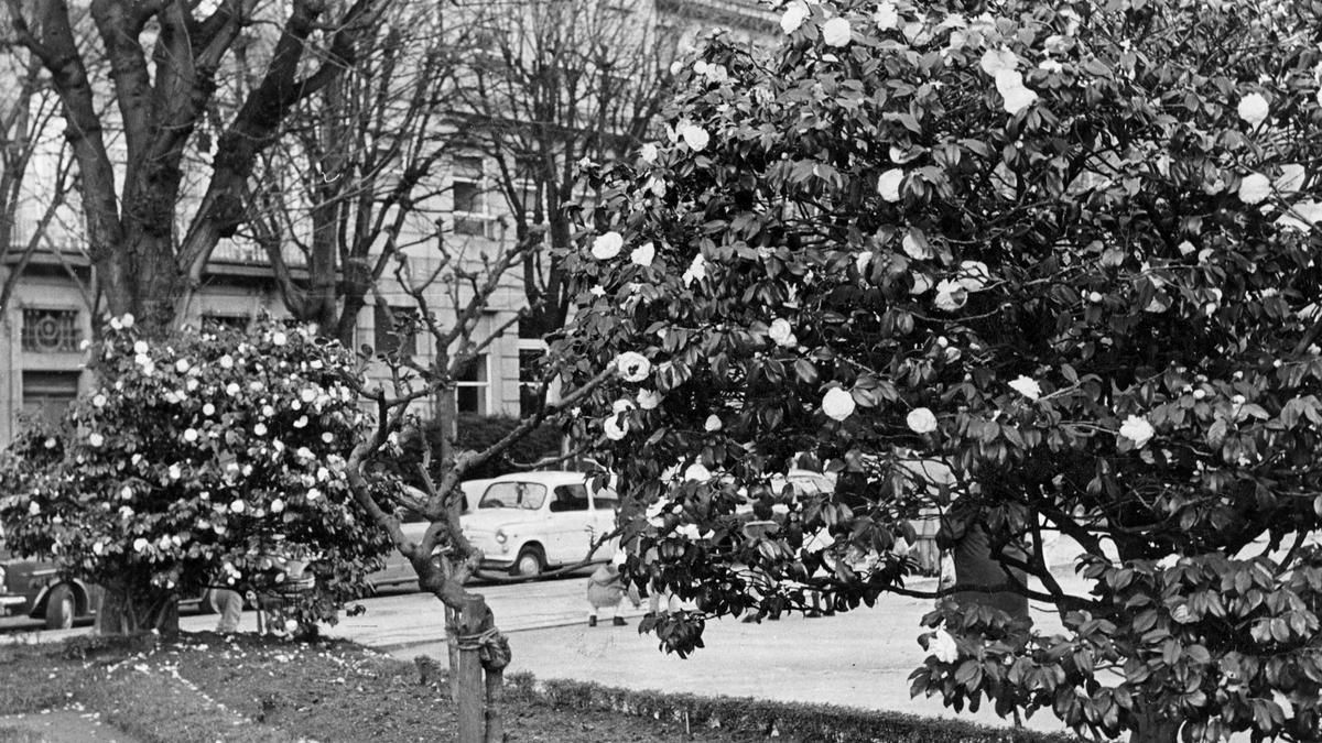 Camelios en la Alameda, en 1970.
