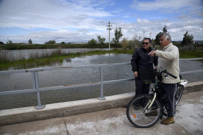 Impresionantes imágenes de la crecida del rio en Gelsa, Pinta y Quinto de Ebro