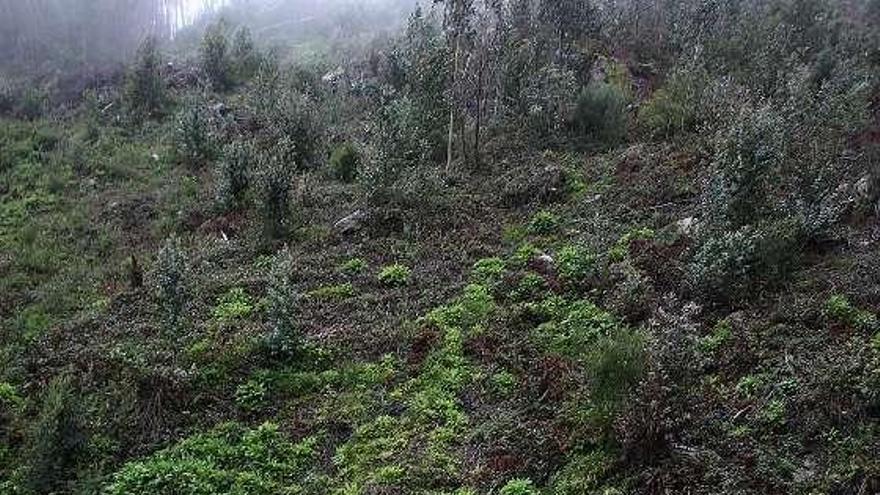 Leve tras caer con  su vehículo por un acantilado de más de 50 metros en el vial de Tui a Gondomar