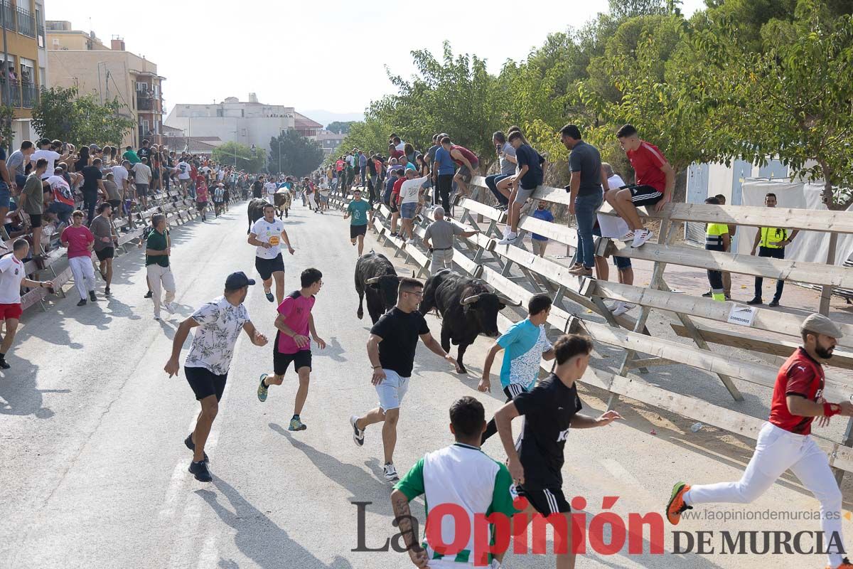 Quinto encierro de la Feria Taurina del Arroz en Calasparra