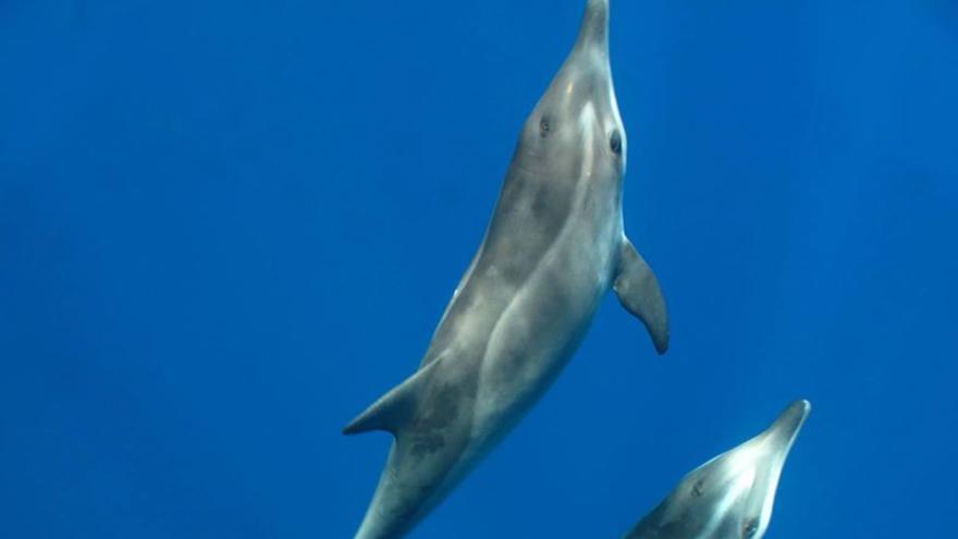 El festín de un grupo de delfines frente a Las Canteras