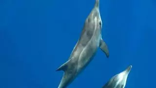 El festín de un grupo de delfines frente a Las Canteras