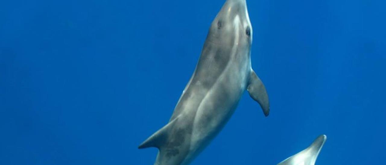 El espectacular festín de un grupo de delfines frente a Las Canteras