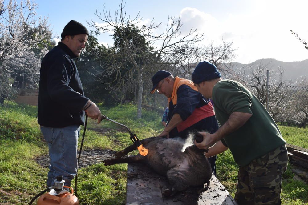 'Matances' populares en Calvià