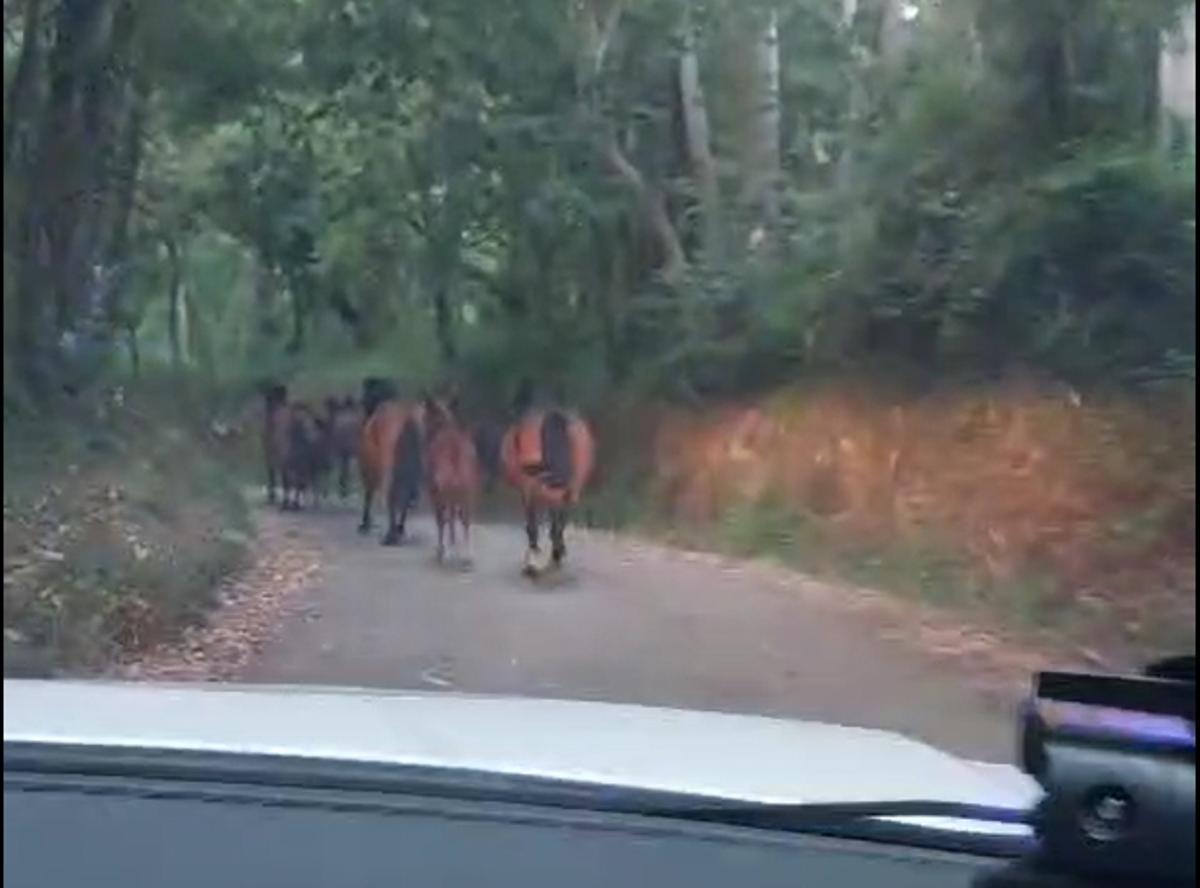 Captura de un vídeo de la Policía espantando caballos con el coche en la rotonda de la autovía en San Martiño.