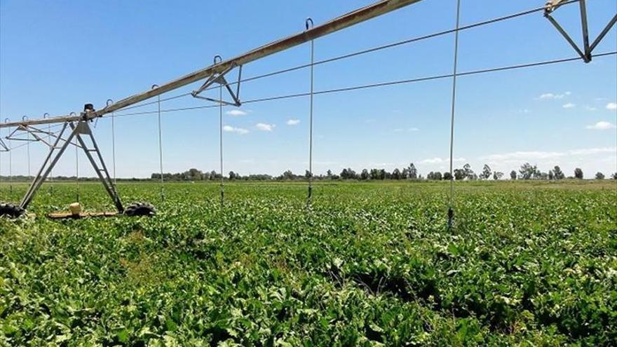 La dotación para riego podría caer un 50% si no hay lluvia suficiente