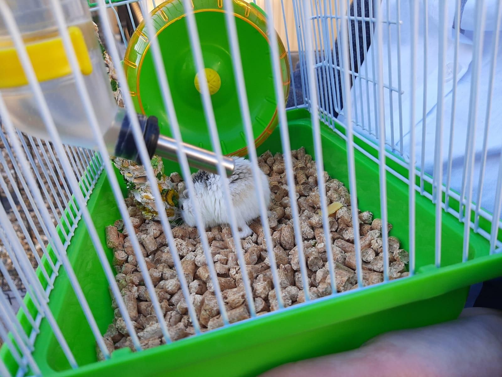 Los animales, protagonistas en Lugones: el día de San Antón en imágenes