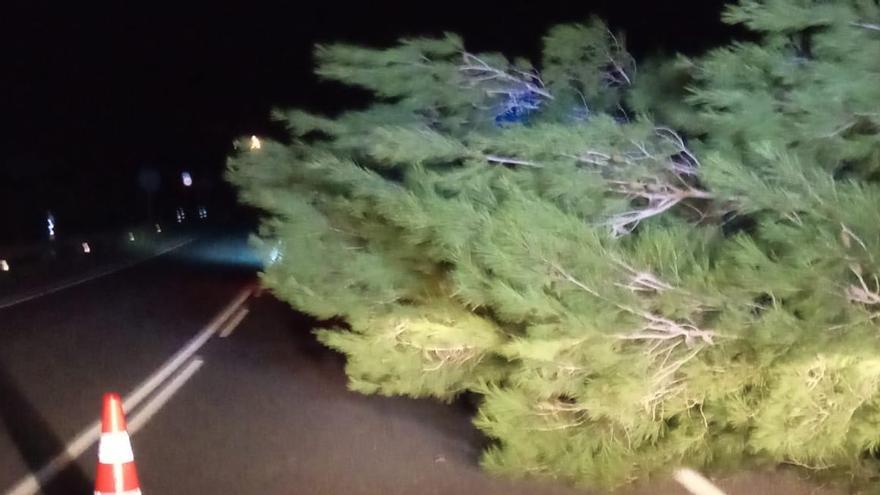 Un árbol en una carretera de Ibiza