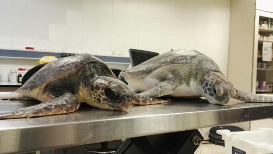Una tortuga verde llega a l'Oceanogràfic tras ser rescatada en el Perellonet