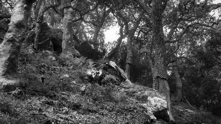 Javier Serrano fija su cámara en el bosque de Cádiz