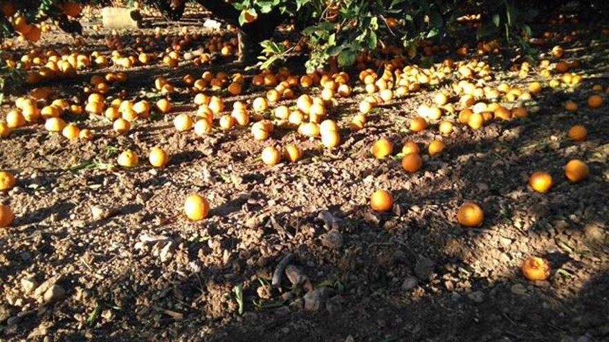 El vendaval afecta a los naranjos de sa Pobla