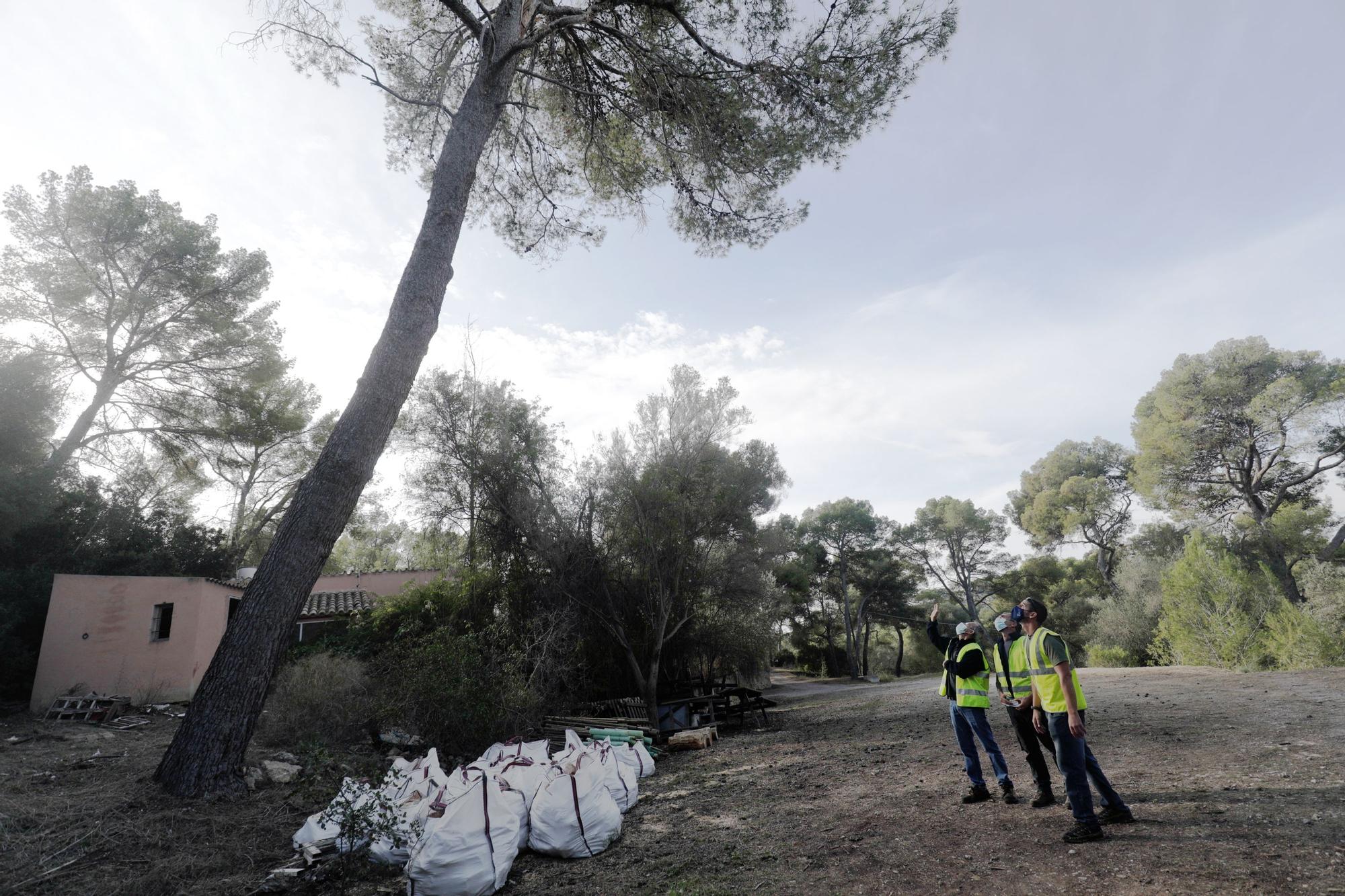 El alcalde de Palma visita el bosque de Bellver para conocer la incidencia de la plaga de Tomicus