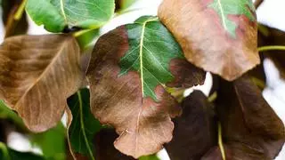 No siempre es por falta de agua: esta es la razón por la que tus plantas tienen las puntas de las hojas marrones