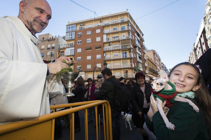 Bendición de animales por Sant Antoni del Porquet