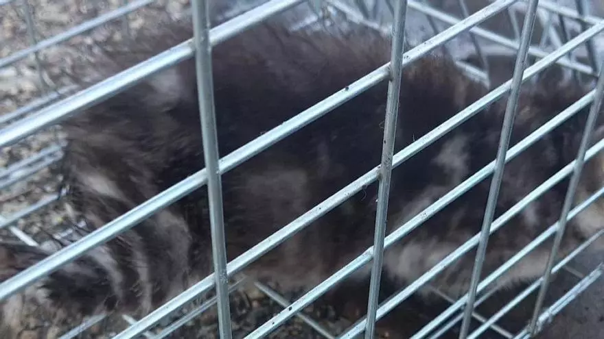 VIDEO | El rescate de los gatitos Titán, Moon y Gandía de una alcantarilla en Benavente