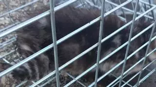 Rescate completo de tres gatitos en una alcantarilla de Benavente y llamamiento urgente a la adopción
