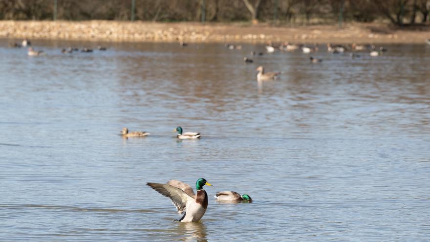 Ánade real en las Lagunas de Villafáfila.