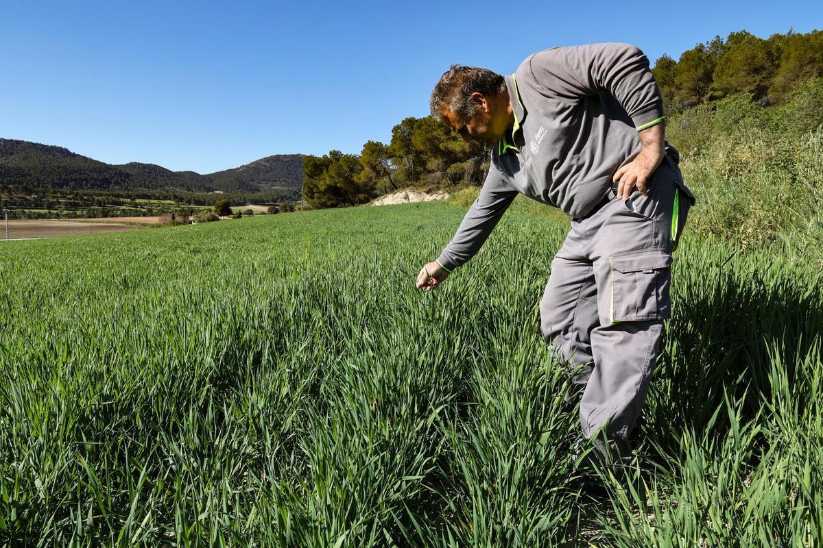 Ricardo Ferri, productor de l'Alcoià, contempla uno de sus campos de cereales.